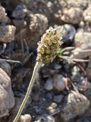Plantago ovata