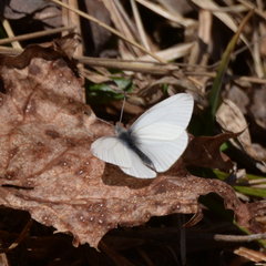 Pieris virginiensis