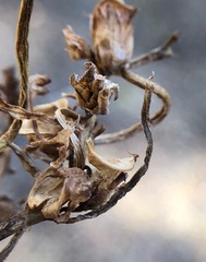 Pedicularis semibarbata