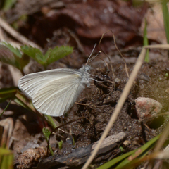 Pieris virginiensis