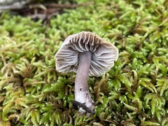 Mycena pura
