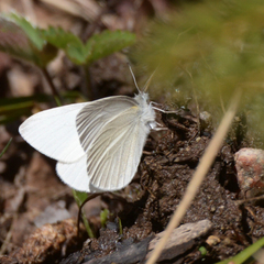 Pieris virginiensis