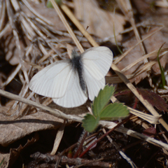 Pieris virginiensis