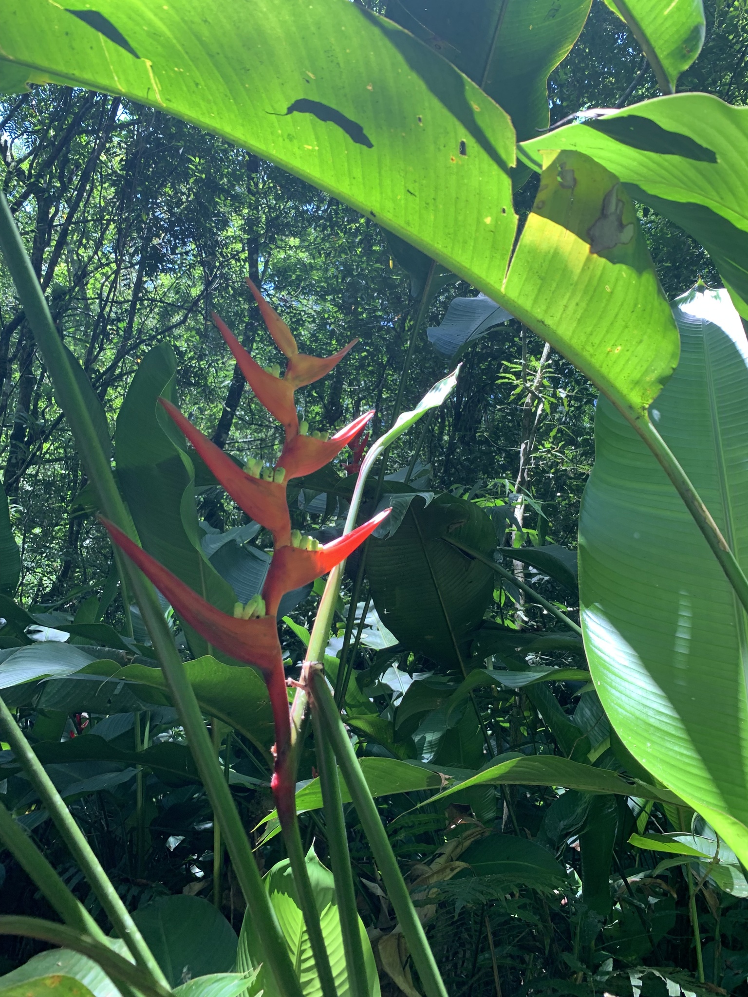 Heliconia farinosa