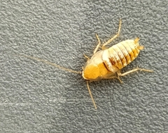Planuncus tingitanus