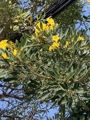 Tabebuia aurea