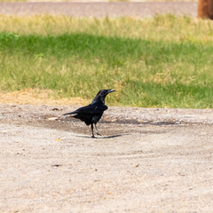 Corvus cryptoleucus