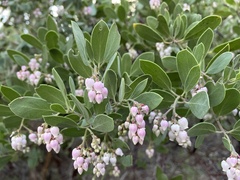 Arctostaphylos bakeri sublaevis