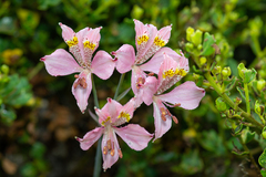 Alstroemeria recumbens