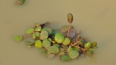 Limnobium laevigatum