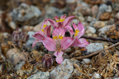 Alstroemeria recumbens