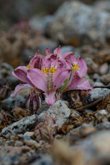 Alstroemeria recumbens