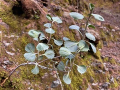 Streptanthus morrisonii morrisonii