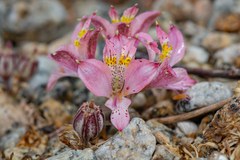 Alstroemeria recumbens