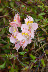 Alstroemeria recumbens