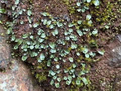 Targionia hypophylla