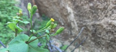 Senecio mohavensis