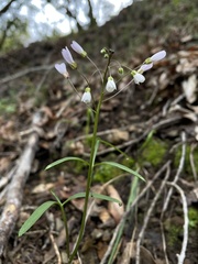 Cardamine californica