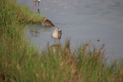 Calidris himantopus