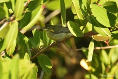 Leiothlypis celata