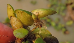 Limnobium laevigatum