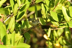 Leiothlypis celata