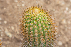Trichocereus chiloensis litoralis