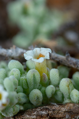 Nolana crassulifolia