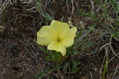 Oenothera howardii