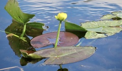 Nuphar lutea
