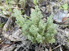 Galium californicum californicum
