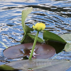 Nuphar lutea
