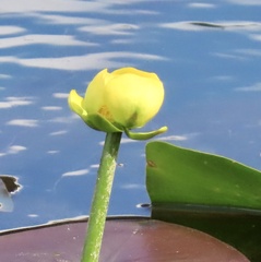 Nuphar lutea