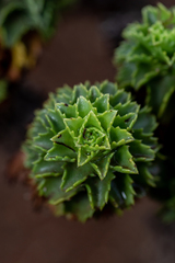 Haplopappus foliosus