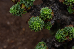 Haplopappus foliosus