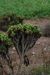 Haplopappus foliosus