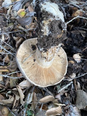 Lactarius argillaceifolius megacarpus