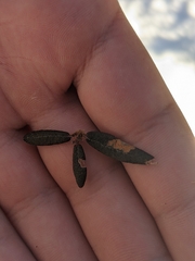 Phyllonorycter ledella