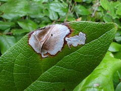 Cameraria gaultheriella