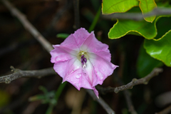 Convolvulus chilensis