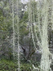 Usnea longissima