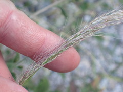 Muhlenbergia tenuifolia