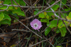 Convolvulus chilensis