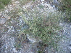 Muhlenbergia tenuifolia
