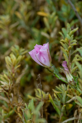 Convolvulus chilensis