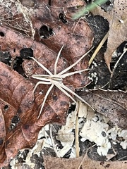 Pisaurina dubia