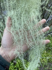 Usnea longissima