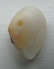 Macomona deltoidalis