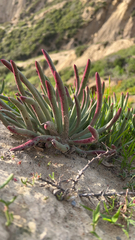 Dudleya edulis