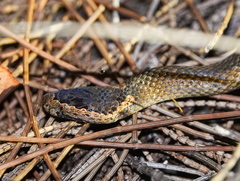 Cacophis squamulosus